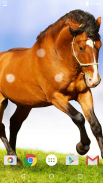 Cavalos Papel de Parede HD screenshot 3