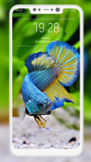 Betta Fish Wallpapers screenshot 4