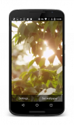 Tree and Wind HD Wallpaper screenshot 0