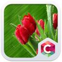 Best Rose Theme HD C Launcher Icon