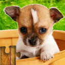 Dogs Jigsaw Puzzles Game - For Kids & Adults 🐶 Icon