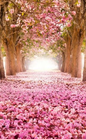 Hd Sakura Live Wallpaper 1 1 Download Apk For Android Aptoide
