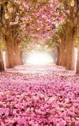 HD Sakura Live Wallpaper screenshot 9