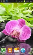 Pink Orchid Blooming LWP screenshot 1