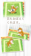 癒しの子犬育成ゲーム〜柴犬編〜 screenshot 0