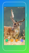 Deer Wallpapers screenshot 14