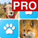 Pairs: Animals Pro