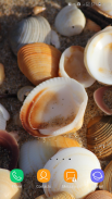 Shells Wallpaper screenshot 6