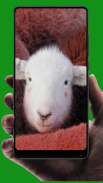 Sheep Wallpaper screenshot 7