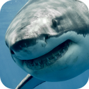 White Shark Video Wallpaper Icon