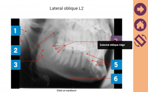 Dentora screenshot 11