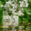 White Magic Flowers LWP Icon