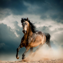 Horse Wallpapers