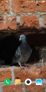 Pigeon Wallpaper screenshot 15