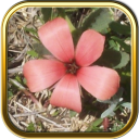 Free Wild Flowers Puzzle Games Icon