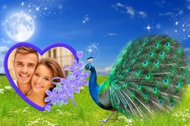 Peacock Photo Frames screenshot 1