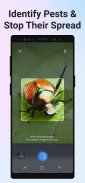 Picture Insect: Bug Identifier screenshot 1