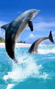 Dolphin HD Live Wallpaper screenshot 1