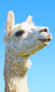 Super Llama Chase screenshot 4