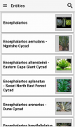 IDentifyIt Cycads screenshot 0