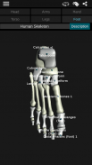 Osseous System in 3D (Anatomy) screenshot 4