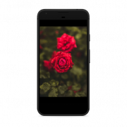 Rose Wallpapers screenshot 0