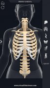 Skeleton Anatomy Pro. screenshot 8
