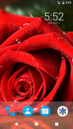 Rose Flower HD Wallpapers screenshot 4
