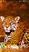 Leopard Live Wallpaper screenshot 3