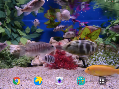 水族馆4K视频动态壁纸 screenshot 8