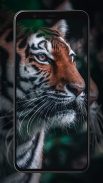 Tiger Wallpapers screenshot 7