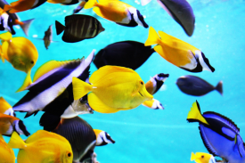 Aquarium Wallpapers screenshot 1