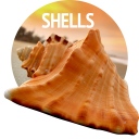 Shells Wallpapers in 4K Icon