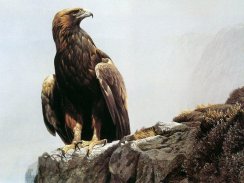 Eagle Images screenshot 1