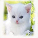 Cool Cat Wallpaper