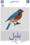 تعليم اسماء الطيور و اصوات الطيور screenshot 0