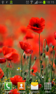 Poppies live wallpaper screenshot 1