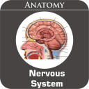 Nervous System