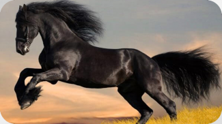Пазлы - Красивые Лошади и Пони screenshot 6