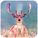 Deer Wallpaper Icon