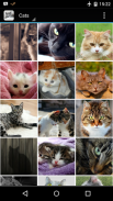Cats and Kittens Wallpapers HD screenshot 0