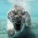 Tiger Live Wallpaper Icon