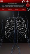 Circulatory System 3D Anatomy screenshot 20