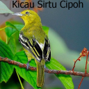 Kicau Sirtu Cipoh Terbaru Icon