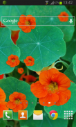 Flower Nasturtium LWP screenshot 1