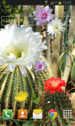 Cactus Flowers LWP screenshot 1