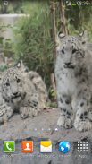 Snow Leopard Video Wallpapers screenshot 4