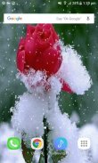 Snowy Red Rose LWP screenshot 2