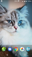 Cute Cat Wallpapers Hd screenshot 5