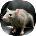 Rat Sounds Icon